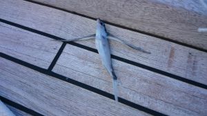 Fleigender Fisch an Deck der hapa na sasa