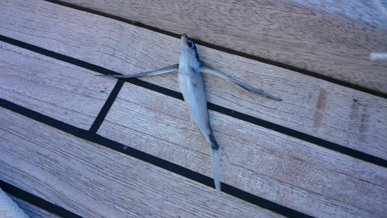 Fliegender Fisch an Deck der hapa na sasa