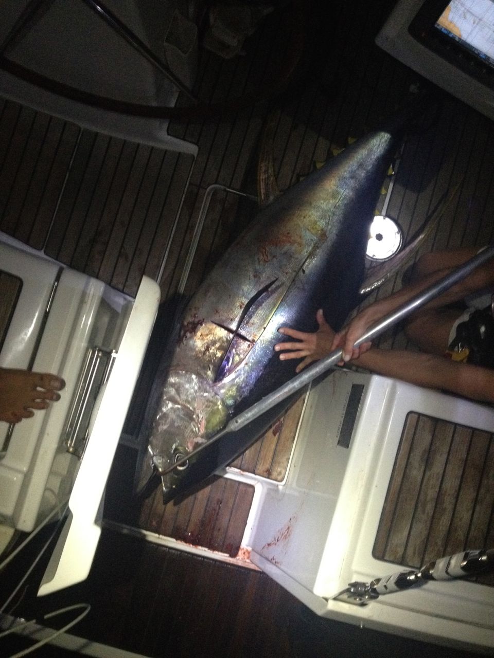Ein riesiger Yellowdin Tuna an Bord der hapa na saasa, gefangen mit einer Hochseeangel