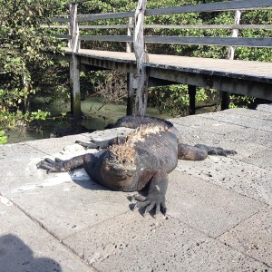 Die schwarzen Iguanas liegen auf Santa Cruz fast überall in der Sonne, um Energie zu tanken.