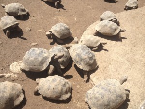 Junge Riesenschildkröten in der Aufzuchtstation auf Isabella Galapagos