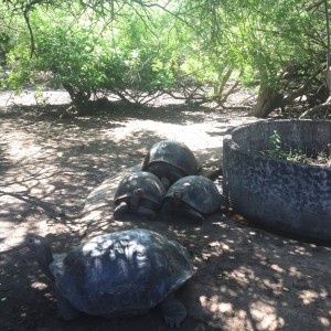 Aufzuchtstation für Riesenschildkröten auf Isabella Galapagos