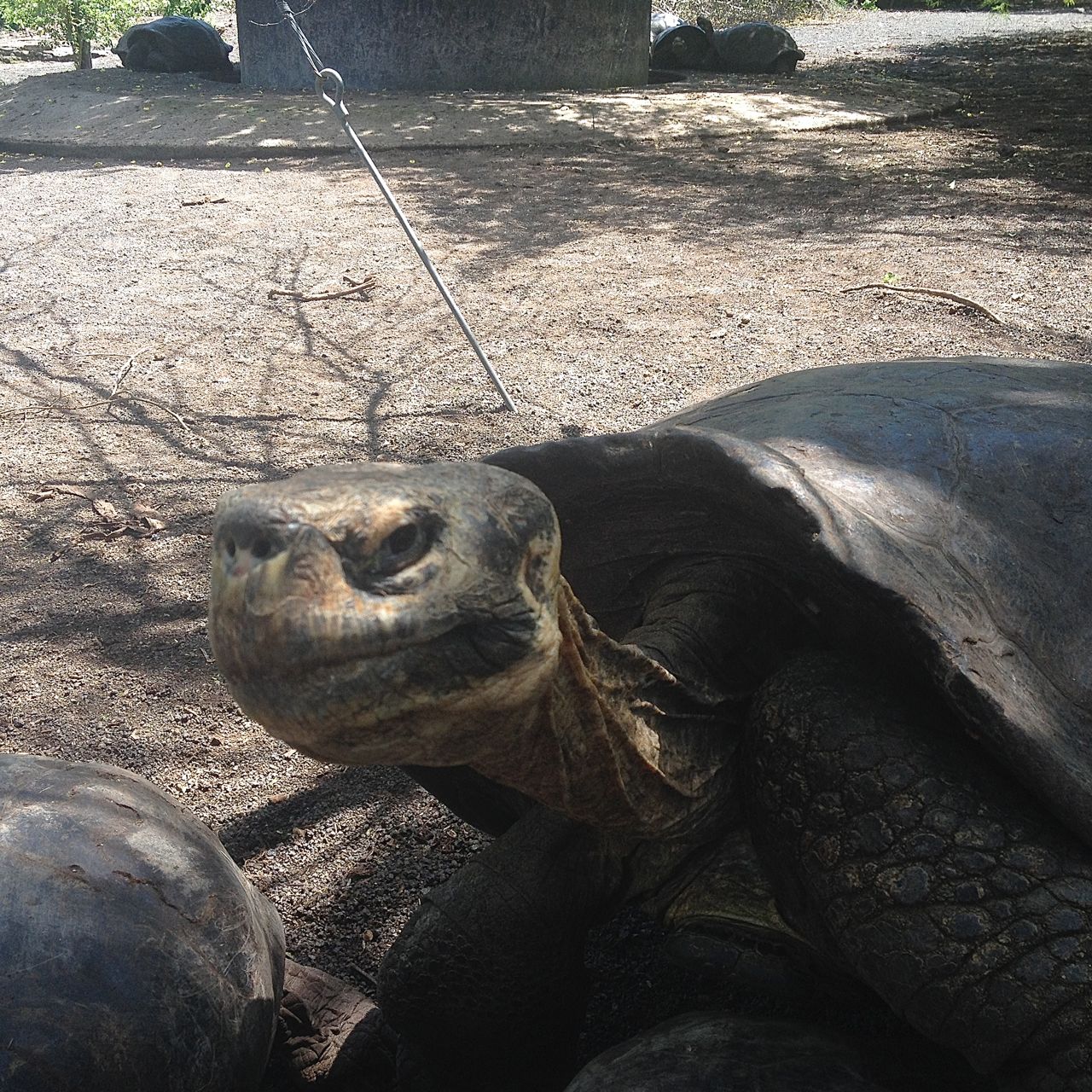 Riesenschildkröten in der Aufzuchtstation auf Isabela Galapagos