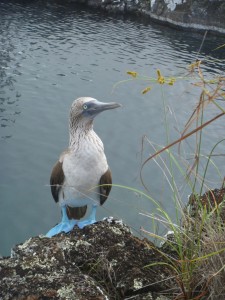 Blue Footed Booby auf Galapagos