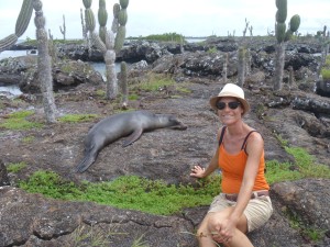 Seelöwe auf Isabella Galapagos