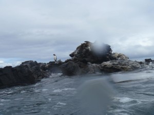 Pinguin auf einem Felsen auf Galapagos