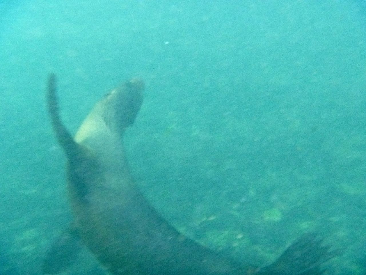 Diese Robbe hat regelrecht mit uns auf Galapagos im Wasser gespielt