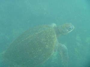 Riesige Wasserschildkröte beim Schnorcheln auf Isabella