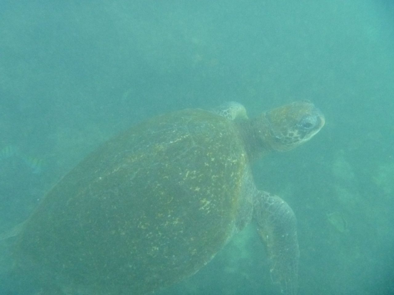 Riesige Wasserschildkröte beim schnorcheln auf Isabela