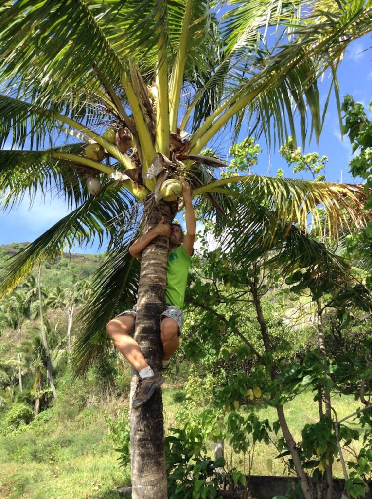 Constantin musste in ein Palme klettern, um grüne Kokosnüsse zu ernten