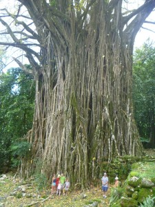 Ein riesiger 600 Jahre alter Banjam Baum dient uns hier als Kulisse