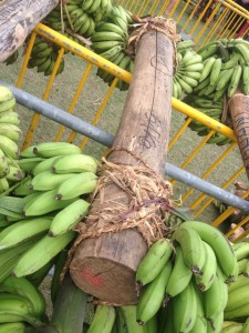 50kg Gewicht mit Bananenstauden oder Maniokwurzeln