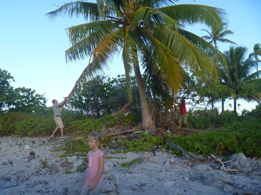 Mit allen Tricks versuchen die Crews der Alytes und der hapa na sasa an eine grüne Kokosnuss zu kommen
