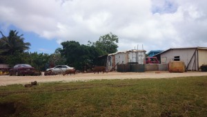 Schweine prägen das Strassenbild auf Vava'u Tonga