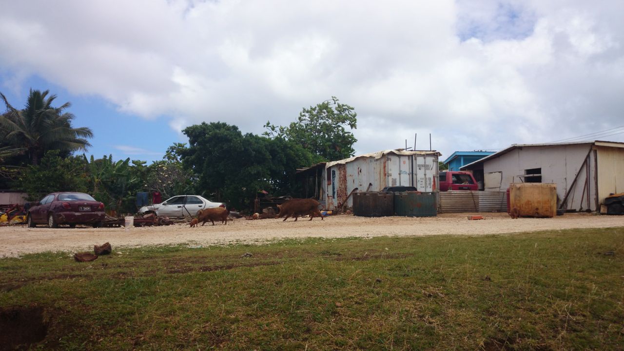 Schweine prägen das Strassenbild auf Vava'u Tonga