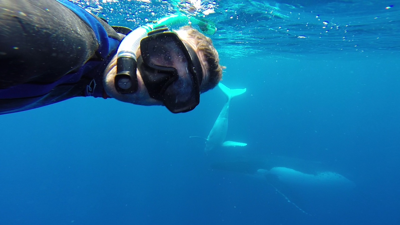 Schwimmen mit den Buckelwalen in Vava’u Tonga