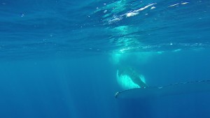Ganz dicht an der Schwanzflosse eines Buckelwals in Vava'u Tonga