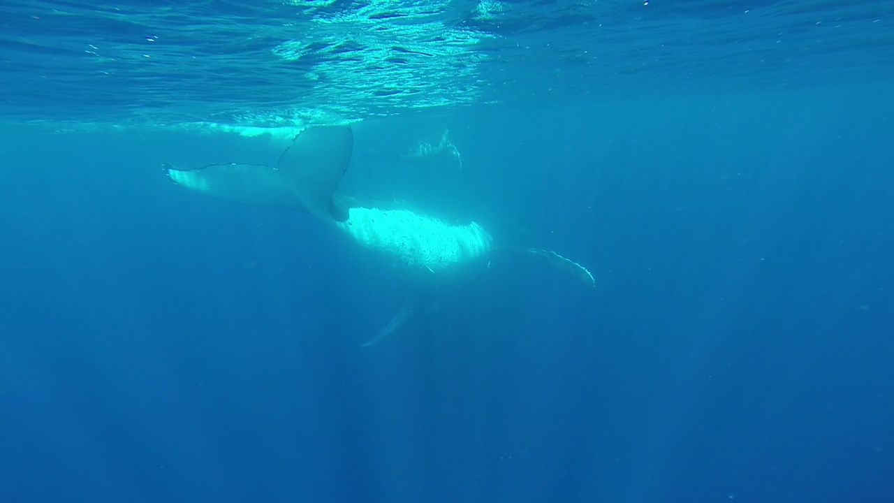 Die Crew der hapa na sasa beim Schwimmen mit Buckelwalen in Vava'u Tonga, ganz dicht dran.