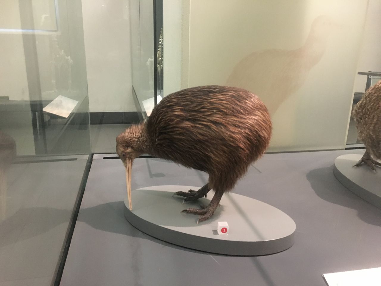 Ein ausgestopfter Kiwi im Auckland Museum