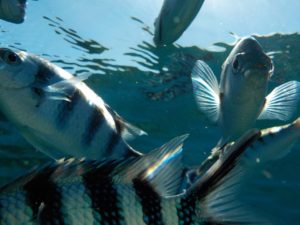 Fische am Split Rock in Savusavu Fiji wohin man blickt