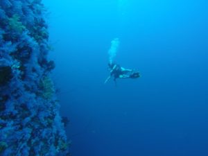 Die White Wall ein faszinierender Tauchgang am Rainbow Reef in Fiji