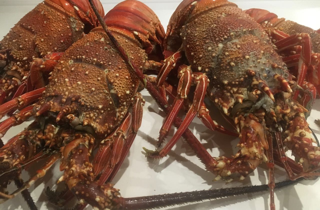 Lobster satt auf Komo, lecker, lecker
