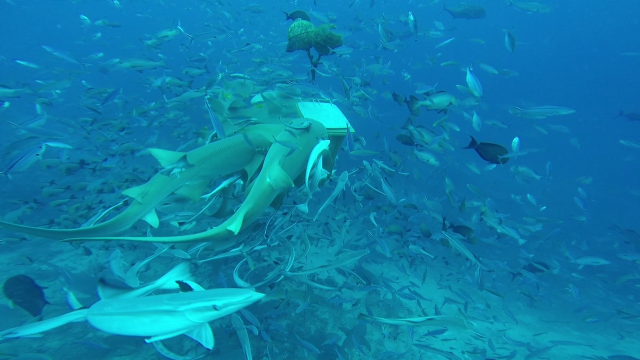 Haie und andere Fische werden beim Shark Dive in Mbengga mit alten Fischresten angelockt.