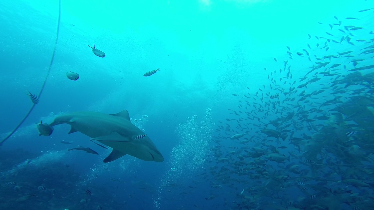 Mbengga auf Fidschi ist bekannt für seine Haie