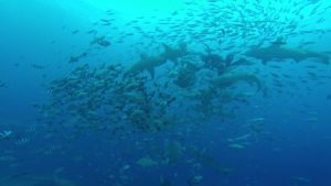 Viele Fische beim Shark Dive in Mbengga