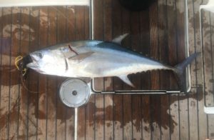 Ein schöner Blackfin Tuna ist die Belohnung für die Durchquerung der Torresstrasse