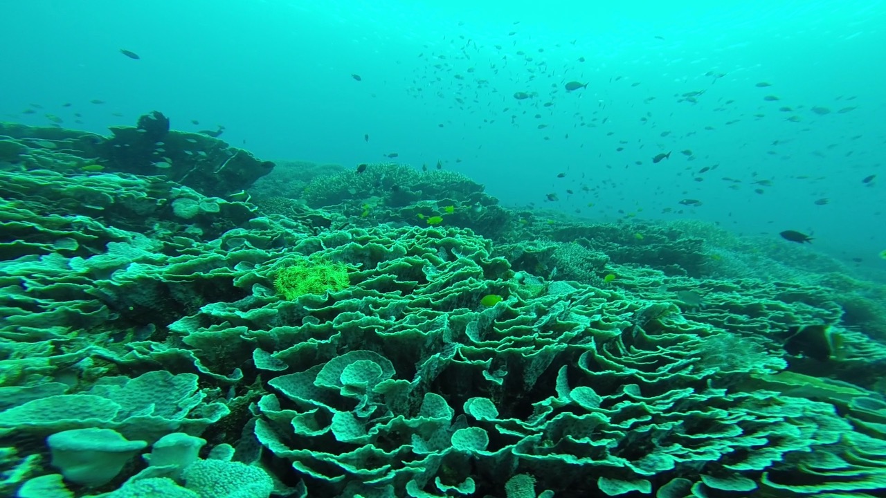 Beeindruckende unterwasserwelt beim Tauchen in Komodo Indonesien