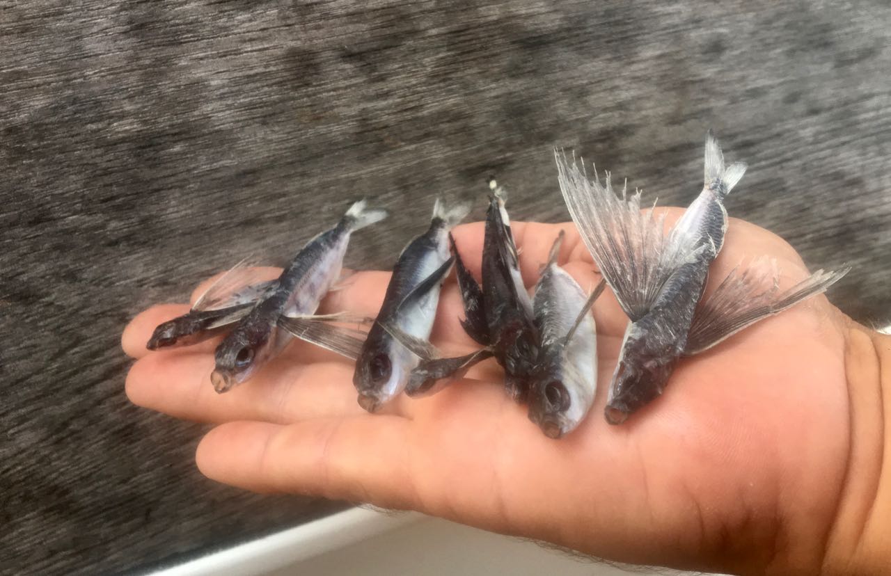 Die morgentliche Auswahl an fliegenden Fischen an Deck