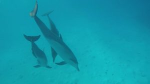 Delfine sind einfach die schönsten Tiere im Wasser