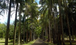 Palmenallee in Pamplemousse auf Mauritius