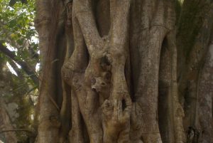 In diesem Baumstamm im botanischen Garten auf Mauritius versteckt sich ein kleines Rehkitz